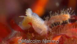 Tiny nudibranch from the Isles of Scilly, UK  by Malcolm Nimmo 